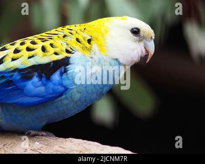 Delightful good-looking Pale-headed Rosella with bright eyes and dazzling plumage.