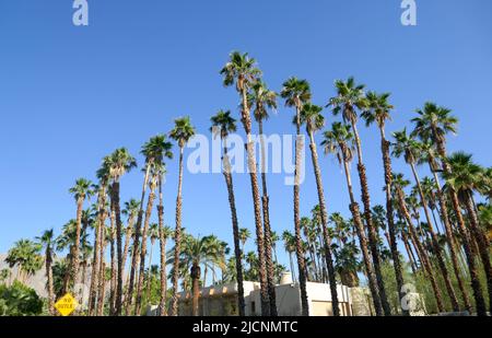 Palm Springs, California, USA 11th June 2022 A general view of atmosphere of Palm Trees on June 11, 2022 in Palm Springs, California, USA. Photo by Barry King/Alamy Stock Photo Stock Photo