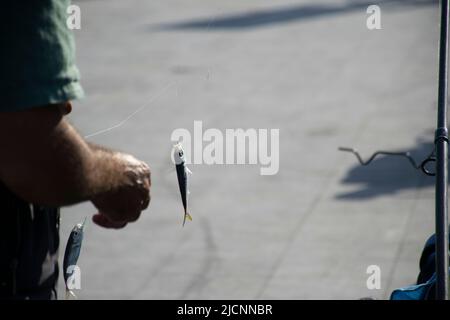 Freshly caught horse mackerel fish on a hook on a blurred background, side view Stock Photo