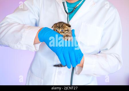 Kitten and veterinarian. Cat health.Examining a kitten with a veterinarian. Scottish fold kitten in the hands of a veterinarian in blue medical Stock Photo