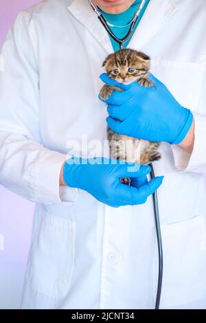 Cat health.Examining a kitten with a veterinarian. Scottish fold tabby kitten in the hands of a veterinarian in medical gloves on a white table Stock Photo