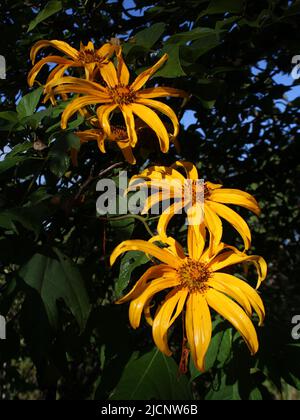Yellow flowers of Tithonia diversifolia Stock Photo