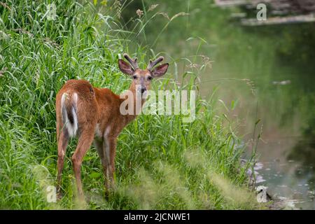 A young buck in velvet Stock Photo