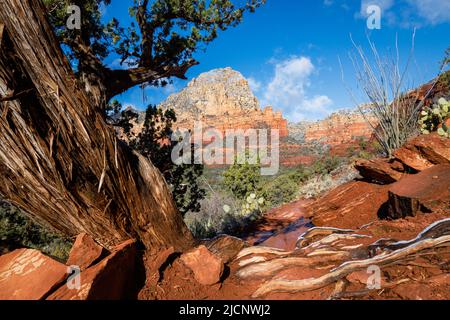 A gnarled juniper tree gracefully frames the snow dusted rock formations in Sedona, Arizona. Stock Photo