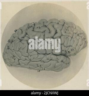 Profile view of the human brain. Stock Photo