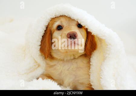 hovawart puppy. Cute Muzzle sleeping puppy looks out from under white blankets. Stock Photo
