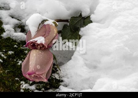 Wilted rosebuds under the snow in the winter park. Close-up, selective focus. Stock Photo