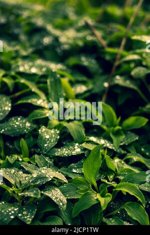 Alstroemeria psittacina close up leaves after rain Stock Photo
