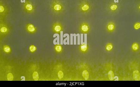 Abstract background made of olive-colored paper with holes arranged in a row and glowing against a background of light. Stock Photo