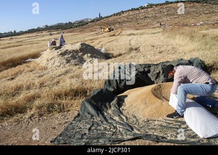 Nablus, Palestine. 27th May, 2022. Palestinian villagers harvest wheat during the harvest season in Salem village, east of the West Bank city of Nablus. (Photo by Nasser Ishtayeh/SOPA Images/Sipa USA) Credit: Sipa USA/Alamy Live News Stock Photo