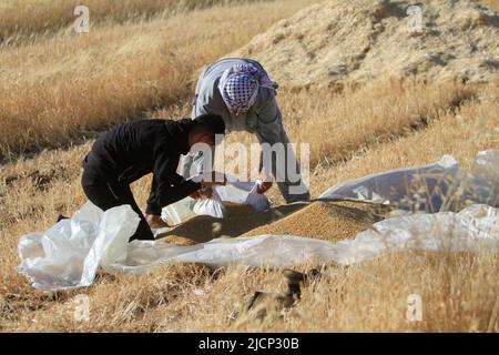 Nablus, Palestine. 27th May, 2022. Palestinian villagers harvest wheat during the harvest season in Salem village, east of the West Bank city of Nablus. (Photo by Nasser Ishtayeh/SOPA Images/Sipa USA) Credit: Sipa USA/Alamy Live News Stock Photo