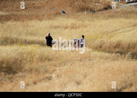 Nablus, Palestine. 27th May, 2022. Palestinian villagers harvest wheat during the harvest season in Salem village, east of the West Bank city of Nablus. (Photo by Nasser Ishtayeh/SOPA Images/Sipa USA) Credit: Sipa USA/Alamy Live News Stock Photo