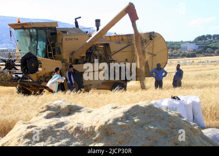 Nablus, Palestine. 27th May, 2022. Palestinian villagers harvest wheat during the harvest season in Salem village, east of the West Bank city of Nablus. (Photo by Nasser Ishtayeh/SOPA Images/Sipa USA) Credit: Sipa USA/Alamy Live News Stock Photo