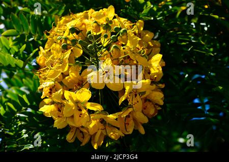 kugelförmige gelbe Blüte Stock Photo