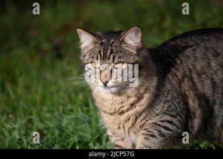 Close up of a brown tabby feral cat Stock Photo
