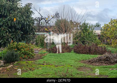 15 June 2022: A scarecrow in a suburban allotment garden  in Adelaide Australia Stock Photo