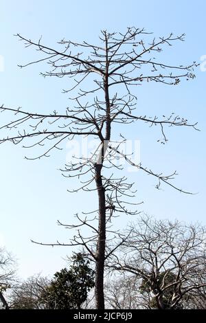 OLD DRY TREE WITHOUT LEAF IN WOOD ISOLATED ON LIGHT BLUE BACKGROUND Stock Photo