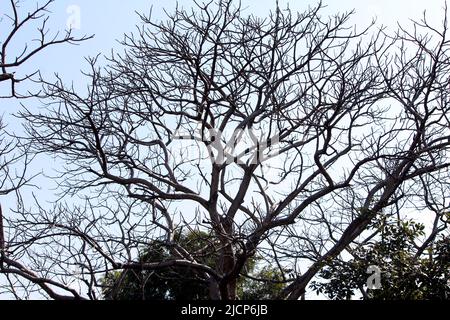 OLD DRY TREE WITHOUT LEAF IN WOOD ISOLATED ON LIGHT BLUE BACKGROUND Stock Photo