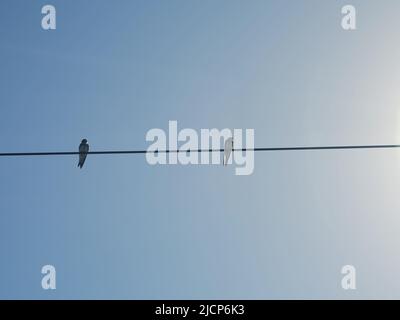Two barn swallows (Hirundo rustica) on a power line, photographed from the frog's perspective Stock Photo