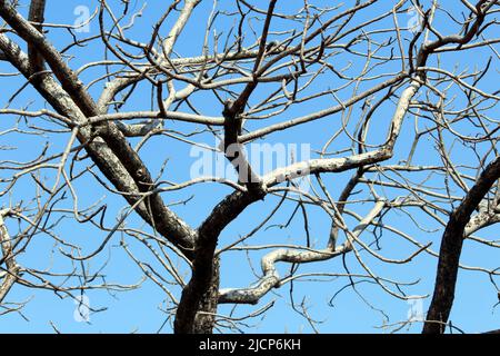 OLD DRY TREE WITHOUT LEAF IN WOOD ISOLATED ON LIGHT BLUE BACKGROUND Stock Photo