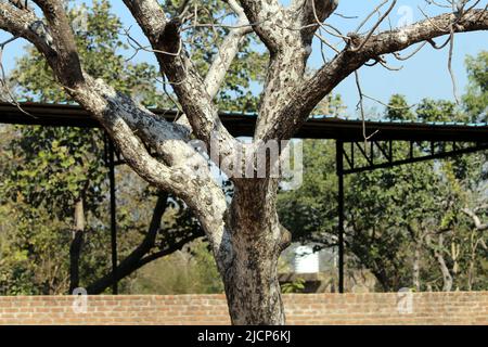 OLD DRY TREE WITHOUT LEAF IN WOOD ISOLATED ON LIGHT BLUE BACKGROUND Stock Photo