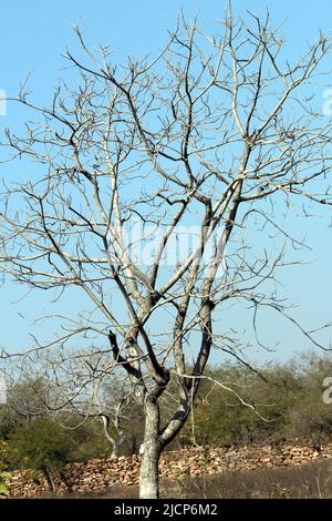 OLD DRY TREE WITHOUT LEAF IN WOOD ISOLATED ON LIGHT BLUE BACKGROUND Stock Photo