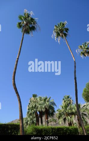 Palm Springs, California, USA 11th June 2022 A general view of atmosphere of Palm Trees on June 11, 2022 in Palm Springs, California, USA. Photo by Barry King/Alamy Stock Photo Stock Photo