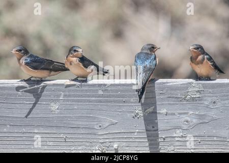 Barn swallows (Hirundo rustica) perched at Don Edwards San Francisco Bay National Wildlife Refuge in the San Francisco bay area, California, USA. Stock Photo