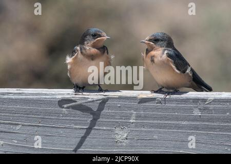 Barn swallows (Hirundo rustica) perched at Don Edwards San Francisco Bay National Wildlife Refuge in the San Francisco bay area, California, USA. Stock Photo