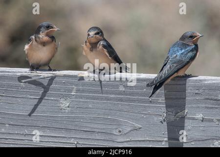 Barn swallows (Hirundo rustica) perched at Don Edwards San Francisco Bay National Wildlife Refuge in the San Francisco bay area, California, USA. Stock Photo