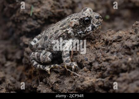 A tiny baby western toad (Anaxyrus boreas) just after metamorphosis in the San Francisco bay region of California. Stock Photo