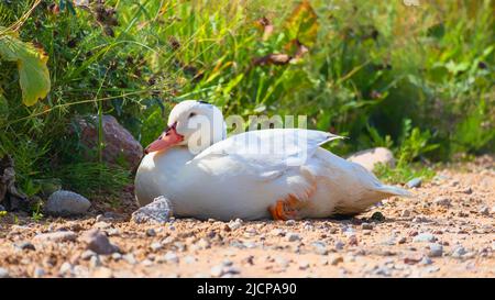 A white, cute, lazy duck with blue eyes taking a nap on the rocky ground in warm sunshine Stock Photo