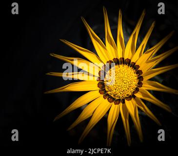 Yellow flower isoleted on dark background. Colorful Gazania linearis flowers, close up. Gazania is ornamental flowering plant in the Asteraceae family Stock Photo