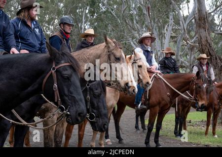 Stockmen ride their horses at the Kelpie Muster in Casterton, Victoria, Australia Stock Photo