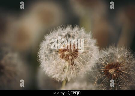 Dandelion seed head in a dandelion field Stock Photo