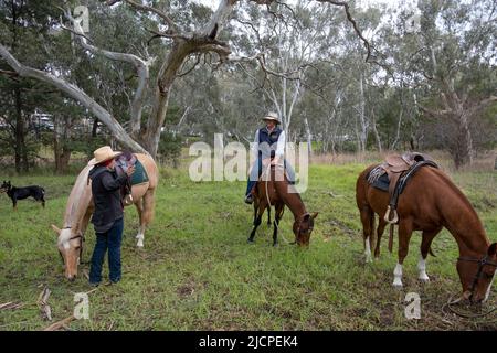 Farmers resting with their horses and dog at the Kelpie Muster in Casterton, Victoria, Australia Stock Photo