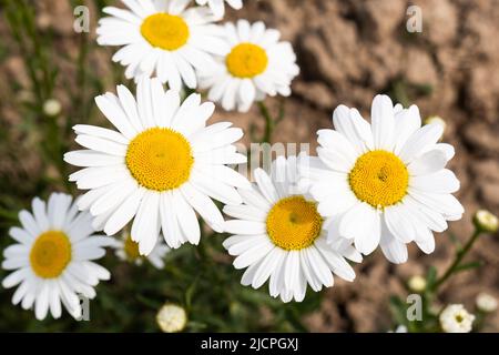 Chamomile or daisy flower on the green natural background Stock Photo