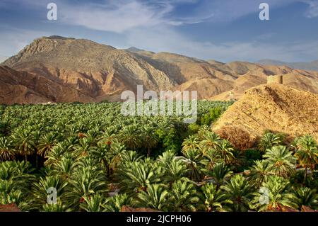 Date farm among the rocky hills in the Oman Stock Photo
