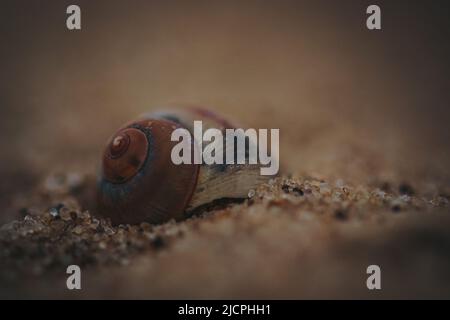 Sea shell on the sand Stock Photo