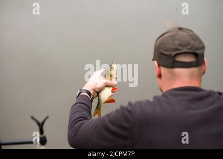 Roach fish being caught. Fisherman holds a fish in his hand close-up. Stock Photo