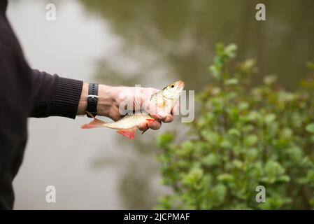 Roach fish being caught. Fisherman holds a fish in his hand close-up. Stock Photo