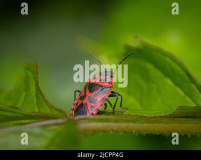 A Black And Red Cabbage Bug, Eurydema Ornata Eurydema Ornata, Ornate 