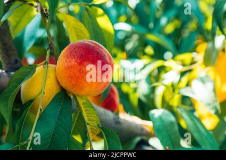 Peaches growing on a tree. Organic fruits. Fresh peaches Stock Photo