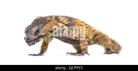 Armadillo girdled lizard, Ouroborus cataphractus, Isolated on white Stock Photo