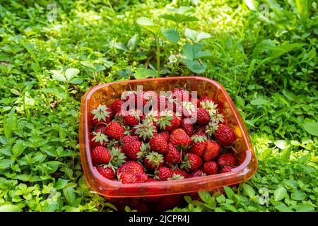 Fresh strawberries in a plastic container surrounded with grass Stock Photo