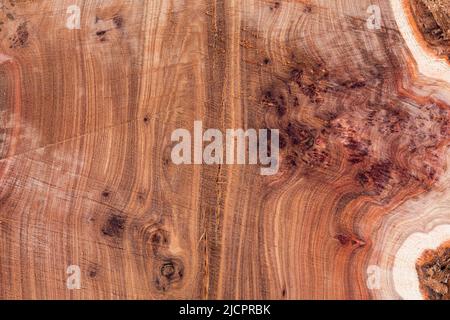 Texture of tree stump for background. Cut tree trunk texture. Wood texture Stock Photo