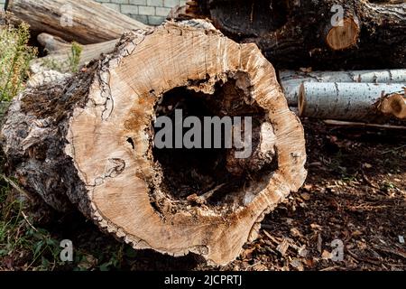 Close up of old rotten tree stump Stock Photo