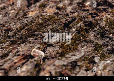 Texture of old tree bark covered with moss Stock Photo