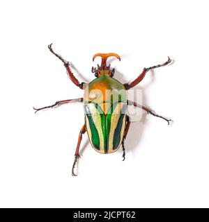 High view of Flamboyant flower beetle, Eudicella gralli species, Stock Photo