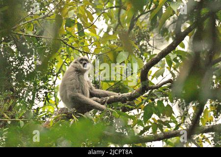 A Javan gibbon (Hylobates moloch, silvery gibbon) vocalizing as it is sitting on a tree branch in Gunung Halimun Salak National Park in West Java, Indonesia. Stock Photo